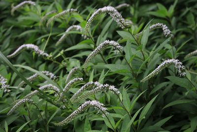 オカトラノオ（サクラソウ科）