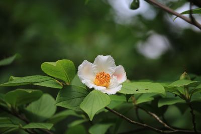 ナツツバキ（ツバキ科）