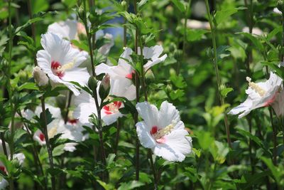 ムクゲ（アオイ科）