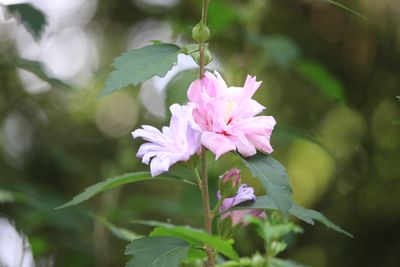 ムクゲ（アオイ科）