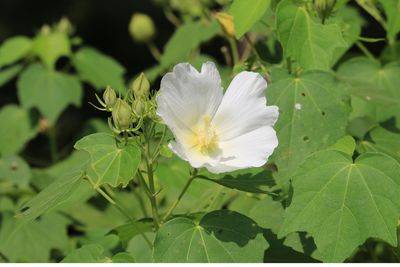 フヨウ（アオイ科）