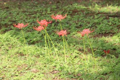 ヒガンバナ（ヒガンバナ科）