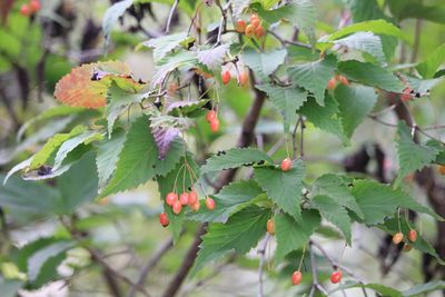 オトコヨウゾメ（実）（ガマズミ科）