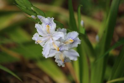 シャガ（アヤメ科）