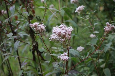 フジバカマ（キク科）