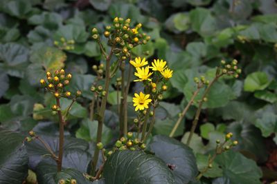 ツワブキ（キク科）