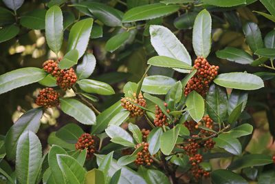 タラヨウ（実）（モチノキ科）