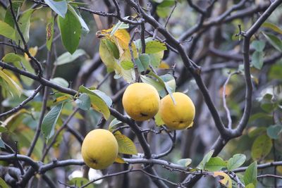 カリン（実）（バラ科）