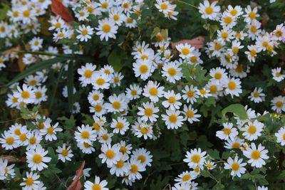 リュウノウギク（キク科）