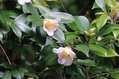 写真：ツバキ（初雁）（ツバキ科）