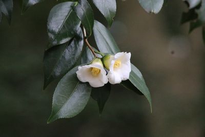 写真：ツバキ（白侘助）（ツバキ科）