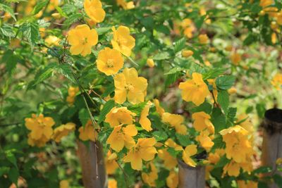 ヤマブキ（バラ科）