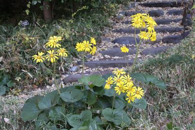 写真：ツワブキ（キク科）