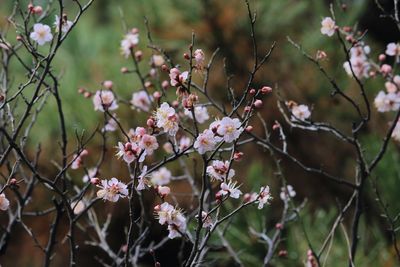 写真：ウメ（紅冬至）（バラ科）