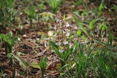 エビネ（ラン科）