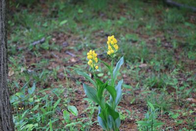 キンラン（ラン科））