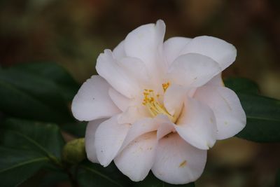 ツバキ（羽衣）（ツバキ科）