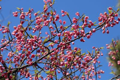 リュウキュウカンヒザクラ（バラ科）