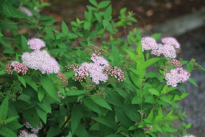 シモツケ（バラ科）