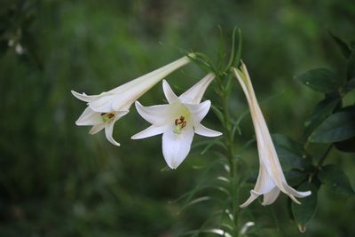 タカサゴユリ（ユリ科）