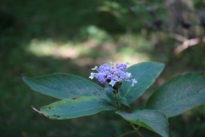 タマアジサイ（アジサイ科）