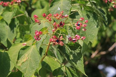 クサギ(実)（シソ科）