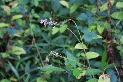 フジカンゾウ（マメ科）