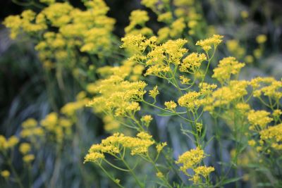 オミナエシ（スイカズラ科）