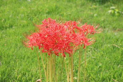 ヒガンバナ（ヒガンバナ科）