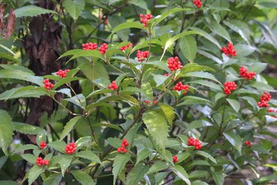 センリョウ（実）（センリョウ科）