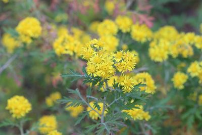 カモメギク（キク科）