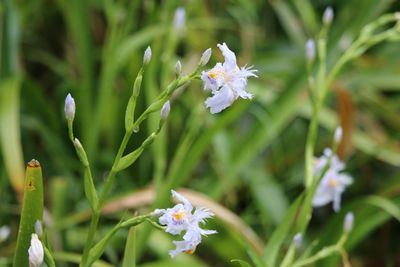 シャガ（アヤメ科）