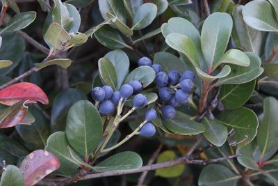 写真：マルバシャリンバイ（実）（バラ科）