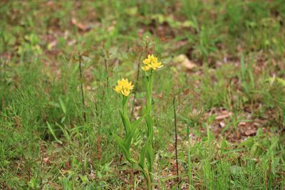 キンラン（ラン科）