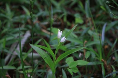 ギンラン（ラン科）