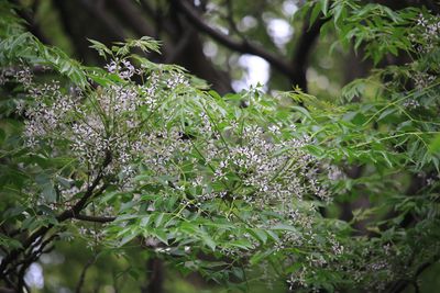 センダン（センダン科）
