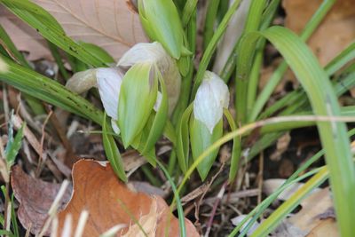 シュンラン（ラン科）