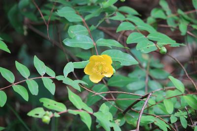 キンシバイ（オトギリソウ科）