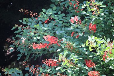 カイコウズ（マメ科）