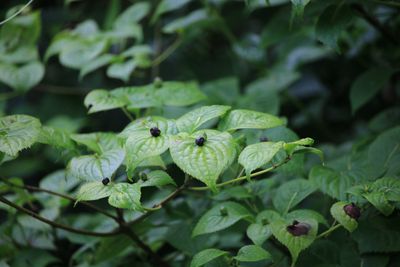 ハナイカダ（ハナイカダ科）