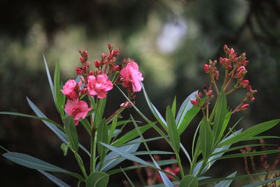 キョウチクトウ（キョウチクトウ科）