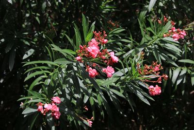 キョウチクトウ（キョウチクトウ科）