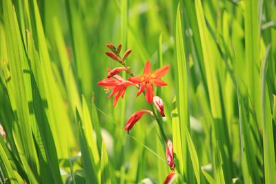 ヒメヒオウギズイセン（アヤメ科）