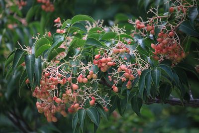 ゴンズイ（実）（ミツバウツギ科）