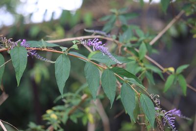 トウフジウツギ（ゴマノハグサ科）