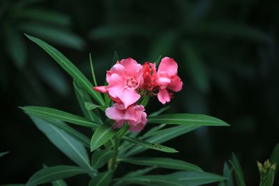 キョウチクトウ（キョウチクトウ科）