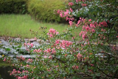 サルスベリ（ミソハギ科）