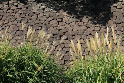 ススキ（イネ科）