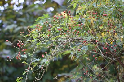 ノイバラ（実）（バラ科）