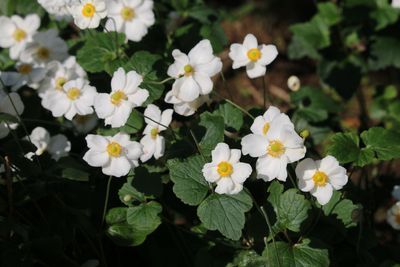 シュウメイギク（キンポウゲ科）